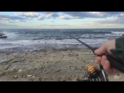 Видео: Проверка моря после бури. Локусы атакуют на рассвете. 25.12.21