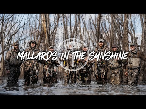 Видео: Охота на уток: солнце и кряквы в затопленных ивах