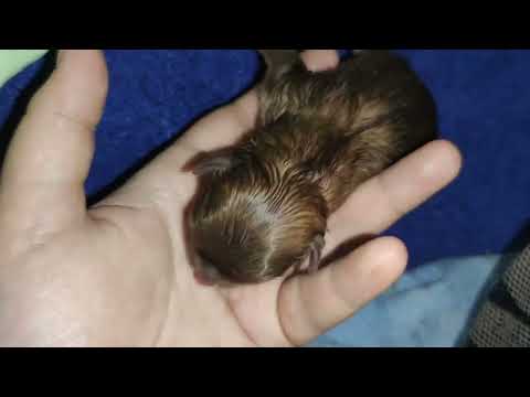 Видео: Роды шпица.