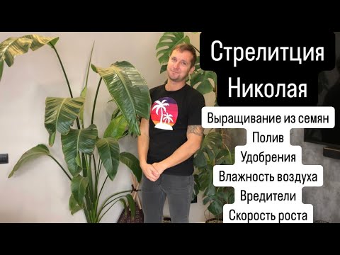 Видео: Стрелитция Николая: уход от посадки семян до взрослого растения