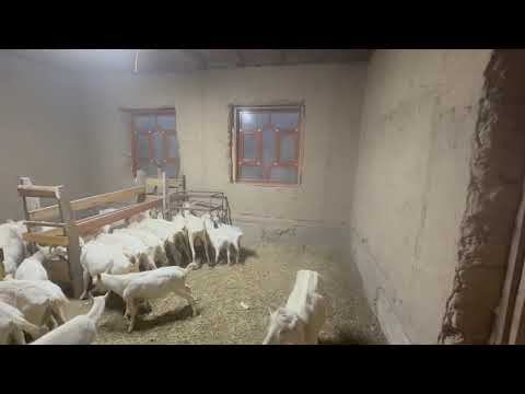 Видео: Ең жайлы қора осындай болуы керек, vip қора, сарай. Қой, ешкіге, гисар, арашан , заанен, альпий, 