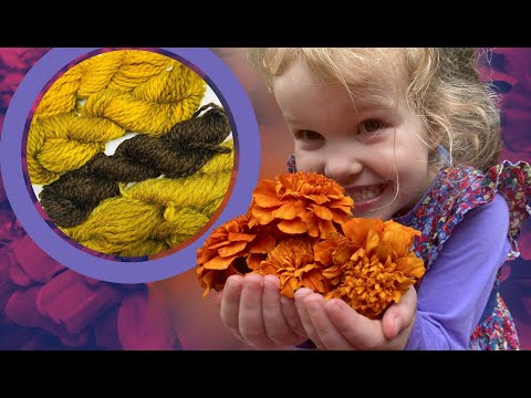 Видео: Как покрасить волосы бархатцами: насыщенные цвета из сада @WildcraftDyeing