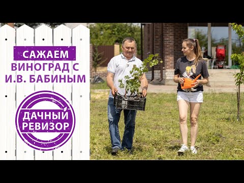 Видео: Дачный ревизор. Как правильно посадить саженцы винограда