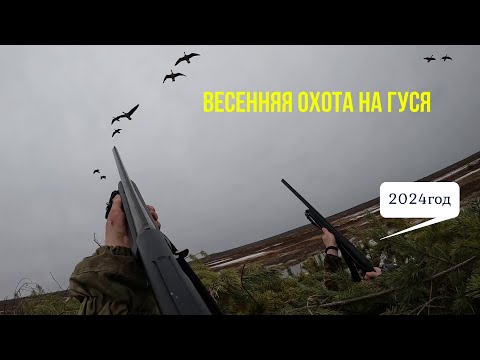 Видео: Республика коми  весенняя охота на гуся  2024г