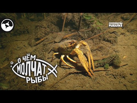 Видео: Замани сазана раком | О чем молчат рыбы