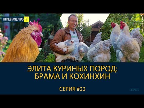 Видео: БРАМА И КОХИНХИН - элита крупных куриных пород. Рассказ о породах. Птицеводство ТВ #22