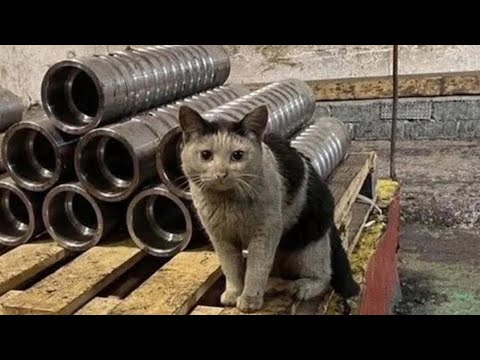 Видео: Куда деваться простым работягам?