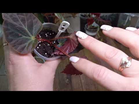 Видео: Природные бегонии, малыши. И конечно фил Медуза😍👍