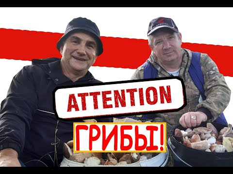 Видео: Сбор грибов в Багратионовском районе, Калининградской области