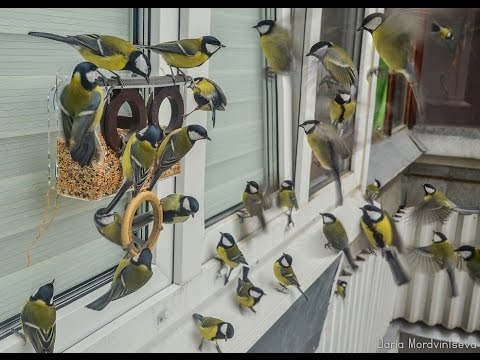 Видео: Жизнь Арт Кормушечная)