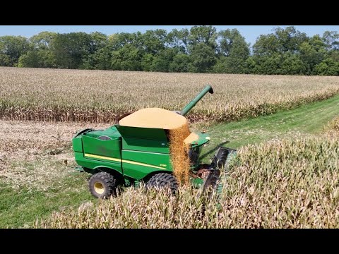 Видео: ПЕРВЫЙ УРОЖАЙ КУКУРУЗЫ Видео сезона 2024 года