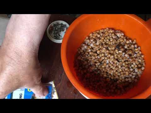 Видео: Как запаривать пшеницу и ловить на неё