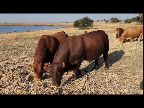 Видео: Сегодня мы в коммерческом стаде Бифмастер х Бонсмара!