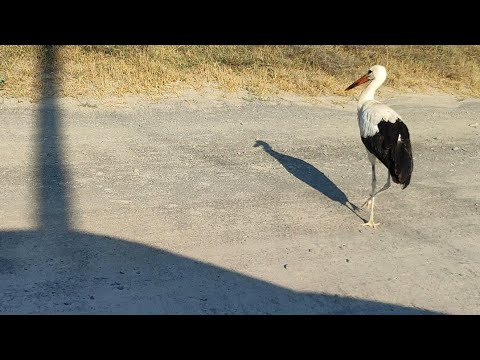 Видео: Сентябрьский аист. Соломенные коровы в преддверии дожинок.