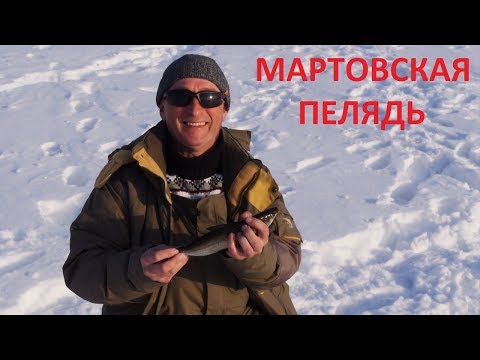 Видео: МАРТОВСКАЯ ПЕЛЯДЬ