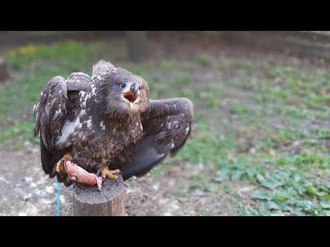 Видео: Рыба - рыбная 🐳🐳🐳 очень вкусная 🤘🤘🤘 Ворон Вася впервые лопает рыбу. Орлан Хрюня показывает пример