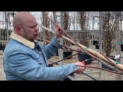 Видео: Как правильно обрезать клен. Весенняя обрезка лиственных крупномеров.,