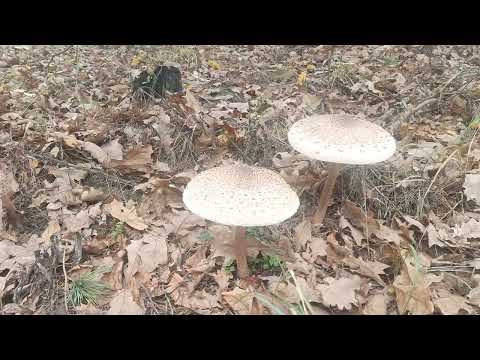 Видео: Шум ветра & Пение птиц..Звуки осеннего леса..31.10.2025 г 