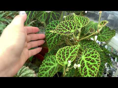 Видео: Апрель 2021. Мой фиалочный сад. Часть 1 БЕГОНИИ