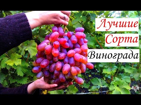 Видео: Самые лучшие сорта винограда