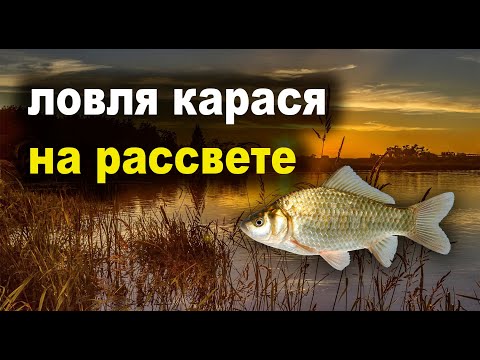 Видео: Ловля карася на рассвете. Кульса #кульсакарась #рыбалкакульса