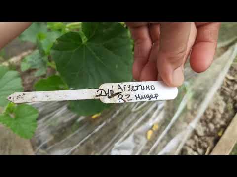 Видео: Дыни и Арбузы на 12-е июня. теплица. Еще раз подробно о формировке, а также развенчаем  один миф.