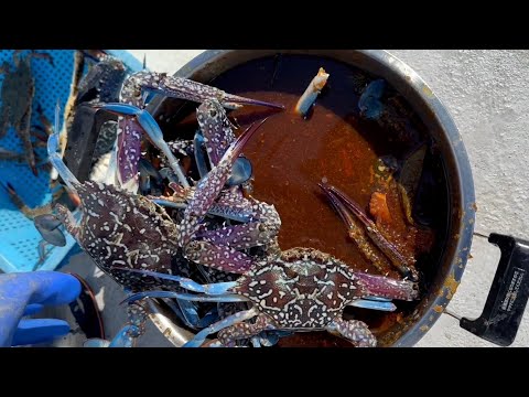 Видео: Канджанг Геджанг: фиолетовый краб, пропитанный соевым соусом и оставленный на 3 дня.