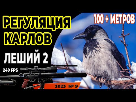 Видео: ОТСТРЕЛ ЛЕСНЫХ ВОРОН №9  Crow Hunting 2023. Кроухантинг. Jack Hunter.