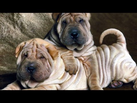 Видео: Собаки и люди: порода шарпей и секреты грумеров