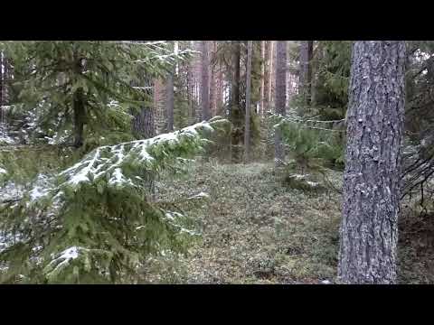 Видео: Жуткий случай в тайге