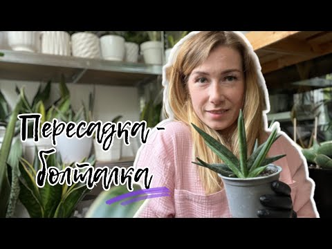 Видео: Пересадка сансы - болталка об уходе. #sansevieria #сансевиерия #сансы