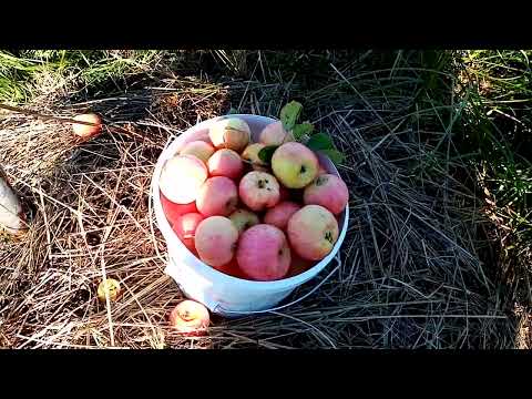 Видео: ПЕРВЫЙ УРОЖАЙ НАШЕЙ ЯБЛОНЬКИ КОНФЕТНОЕ!!! ЗАКРЫВАЕМ ЛЕТНИЙСЕЗОН2022!!!