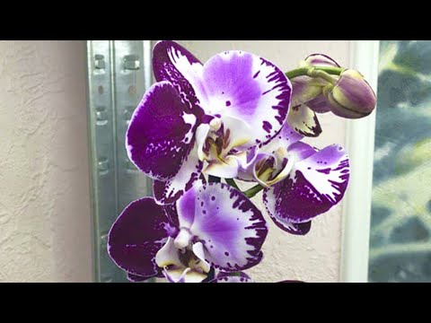 Видео: СЛОМАЛ цветонос на орхидее  Что с ним делать?