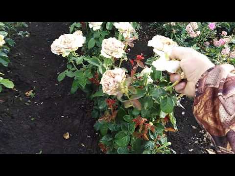Видео: Как заставить розу цвести повторно!!!