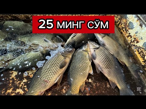 Видео: 🔥УРГАНЧ БАЛИК БОЗОРИ НАРХЛРИ АРЗОНЛАДИ 20.12.2024.🔥