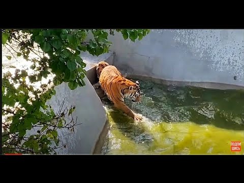 Видео: ТАК НЕОБЫЧНО! Тигрица ДЕЛАЕТ ВОЛНЫ!