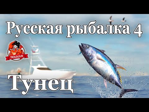 Видео: Русская рыбалка 4 Тунец и акула гренландская