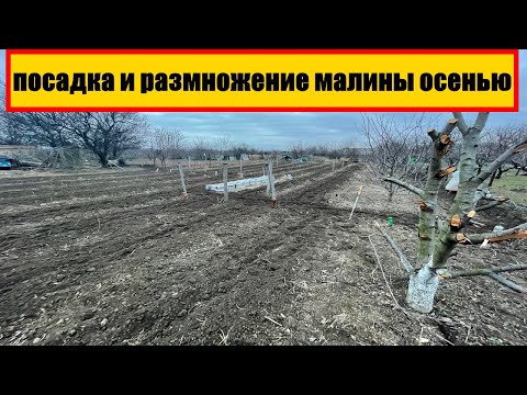Видео: Посадка и размножение малины осенью || Размножение малины делением куста осенью #малина #выращивание