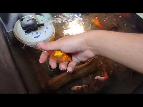 Видео: мини разводная аквариумных рыбок Ташкент.