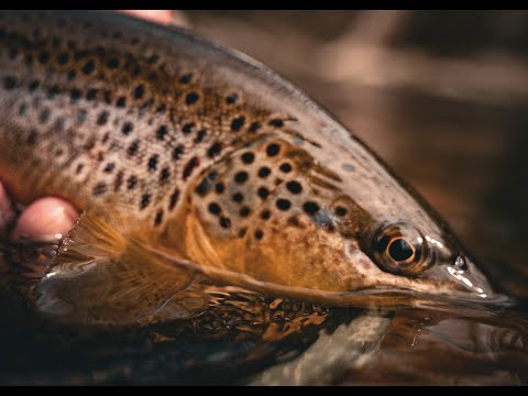 Видео: Любимая моно-оснастка для джиг-стримера и сверхлегких нимфовых оснасток