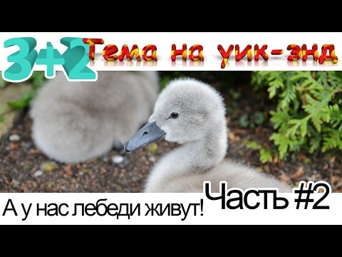 Видео: А у нас лебеди живут. Лебеди Домашние Животные. Почти домашний зоопарк