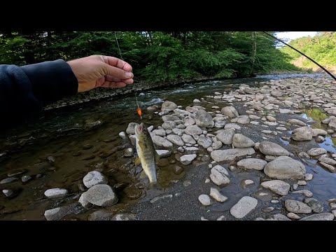 Видео: Ручьевая форель на одной из рек Главного Кавказского Хребта