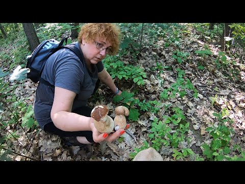 Видео: ОНИ ПО ВСЮДУ! Идем и ТОПЧИМ БЕЛЫЕ ГРИБЫ! Это просто ГРИБНОЙ БУМ! ГРИБНИКИ в ШОКЕ!