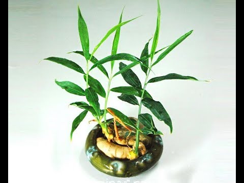 Видео: Как вырастить ИМБИРЬ на подоконнике из магазинного корня | Ч. 2 | Уход за ИМБИРЕМ