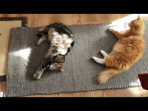 Видео: Коты отказываются от завтрака. Пудинг протеиновый.