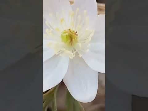 Видео: Хэерле иртэ🌹