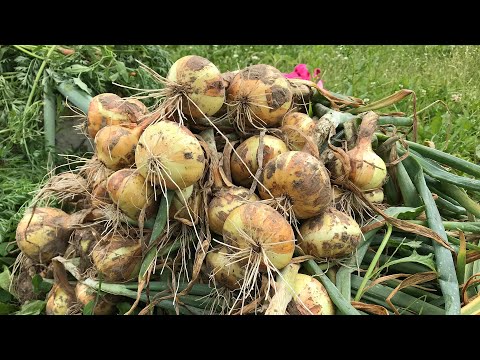 Видео: Когда и как Убирать Лук