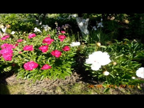 Видео: Роскошные Садовые Цветы в Полном Цветении-Мой Летний Сад 2017 года