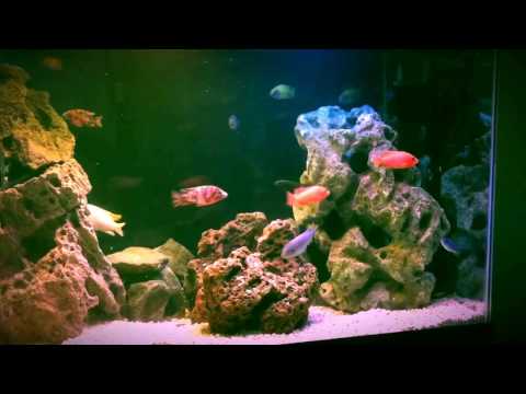 Видео: Быстрое выращивание африканских цихлид — суперкормление... работает ли оно?