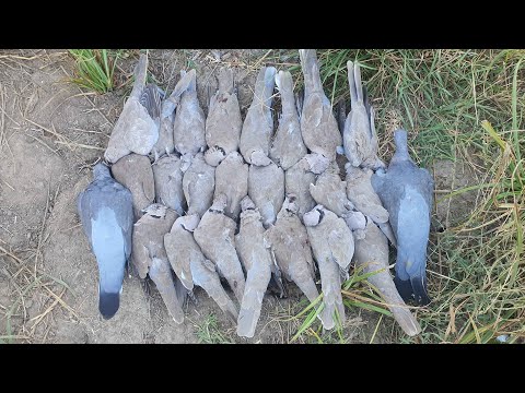 Видео: Охота на голубя Pigeon hunting